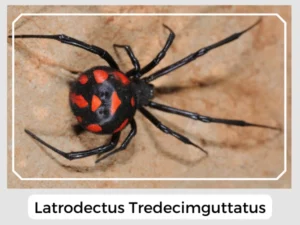 Latrodectus Tredecimguttatus