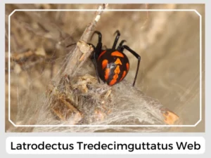 Latrodectus Tredecimguttatus Web