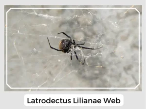 Latrodectus lilianae Web