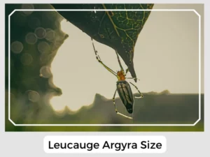 Leucauge Argyra Size