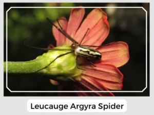 Leucauge Argyra Spider