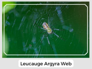 Leucauge Argyra Web