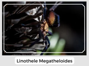 Linothele Megatheloides