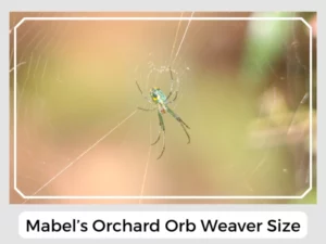Mabel’s Orchard Orb Weaver Size