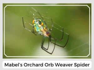 Mabel’s Orchard Orb Weaver Spider