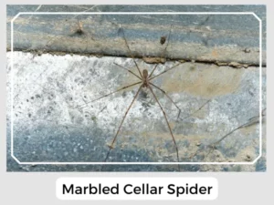 Marbled Cellar Spider
