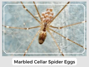 Marbled Cellar Spider Eggs