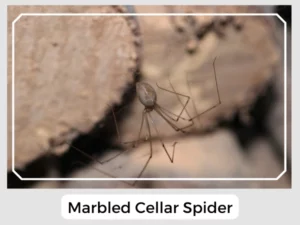 Marbled Cellar Spider Image