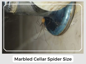 Marbled Cellar Spider Size