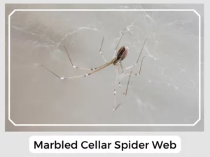 Marbled Cellar Spider Web