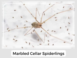 Marbled Cellar Spiderlings