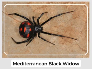 Mediterranean Black Widow