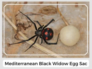 Mediterranean Black Widow Egg Sac