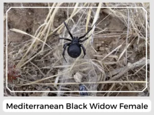 Mediterranean Black Widow Female