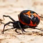 Mediterranean Black Widow Spider