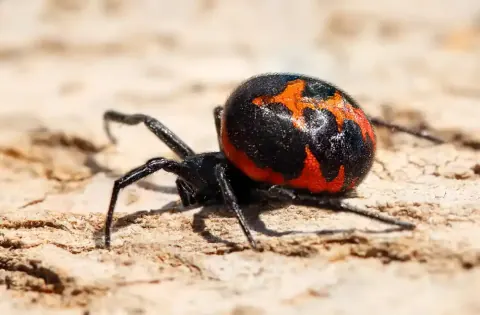 Mediterranean Black Widow Spider