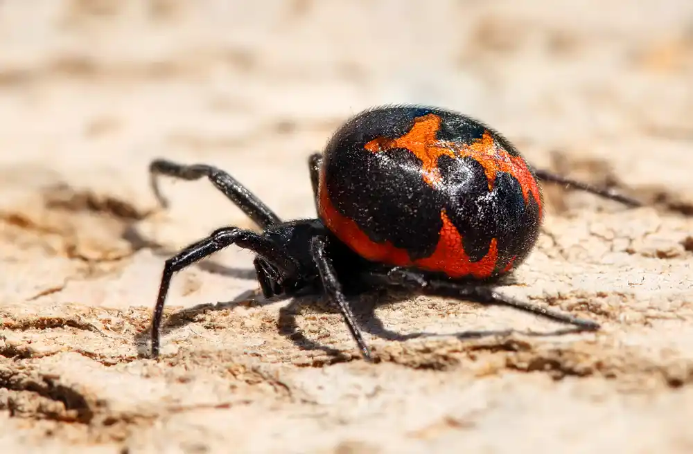 Mediterranean Black Widow Spider