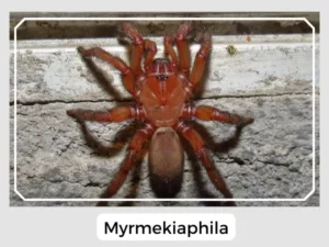 Myrmekiaphila