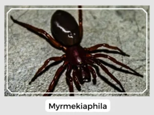 Myrmekiaphila Picture