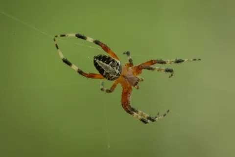 Neoscona Domiciliorum