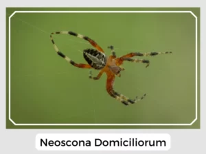 Neoscona Domiciliorum