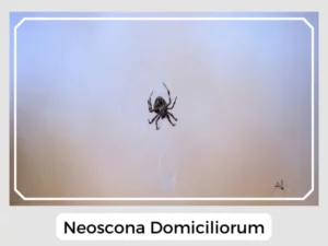 Neoscona Domiciliorum Picture