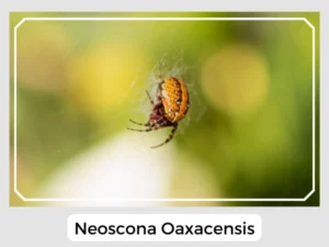 Neoscona Oaxacensis