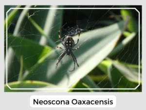 Neoscona Oaxacensis Picture