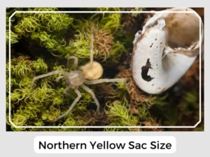 Northern Yellow Sac Size