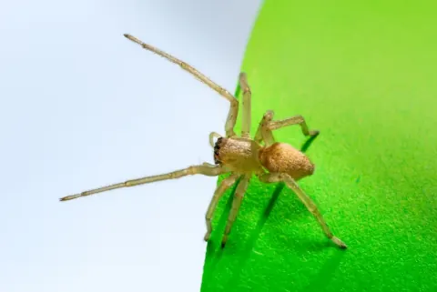 Northern Yellow Sac Spider