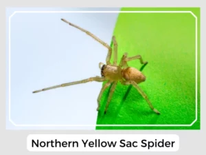 Northern Yellow Sac Spider