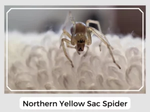 Northern Yellow Sac Spider Image