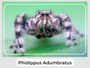 Phidippus Adumbratus