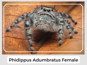 Phidippus Adumbratus Female
