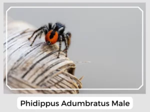 Phidippus Adumbratus Male