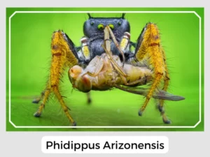 Phidippus Arizonensis Image