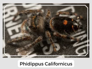 Phidippus Californicus