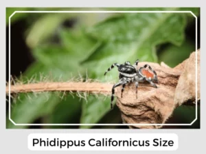 Phidippus Californicus Size