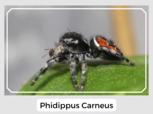 Phidippus Carneus