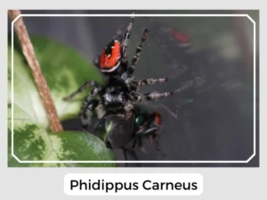 Phidippus Carneus Picture