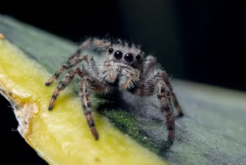 Phidippus Putnami