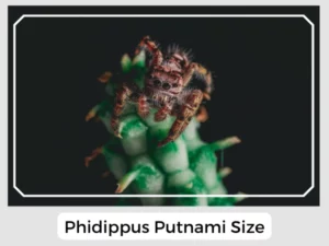 Phidippus Putnami Size