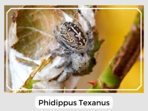 Phidippus Texanus Image