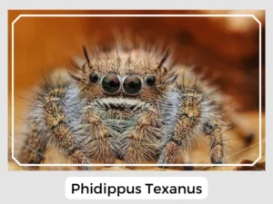 Phidippus Texanus Picture