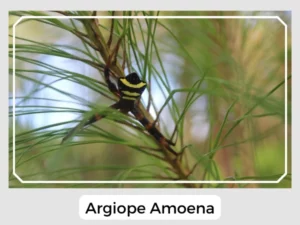 Picture Of Argiope Amoena