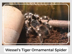 Picture of Wessel's Tiger Ornamental Spider