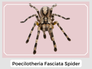 Poecilotheria Fasciata Spider