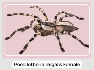 Poecilotheria Regalis Female