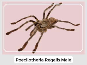 Poecilotheria Regalis Male
