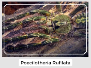 Poecilotheria Rufilata Picture